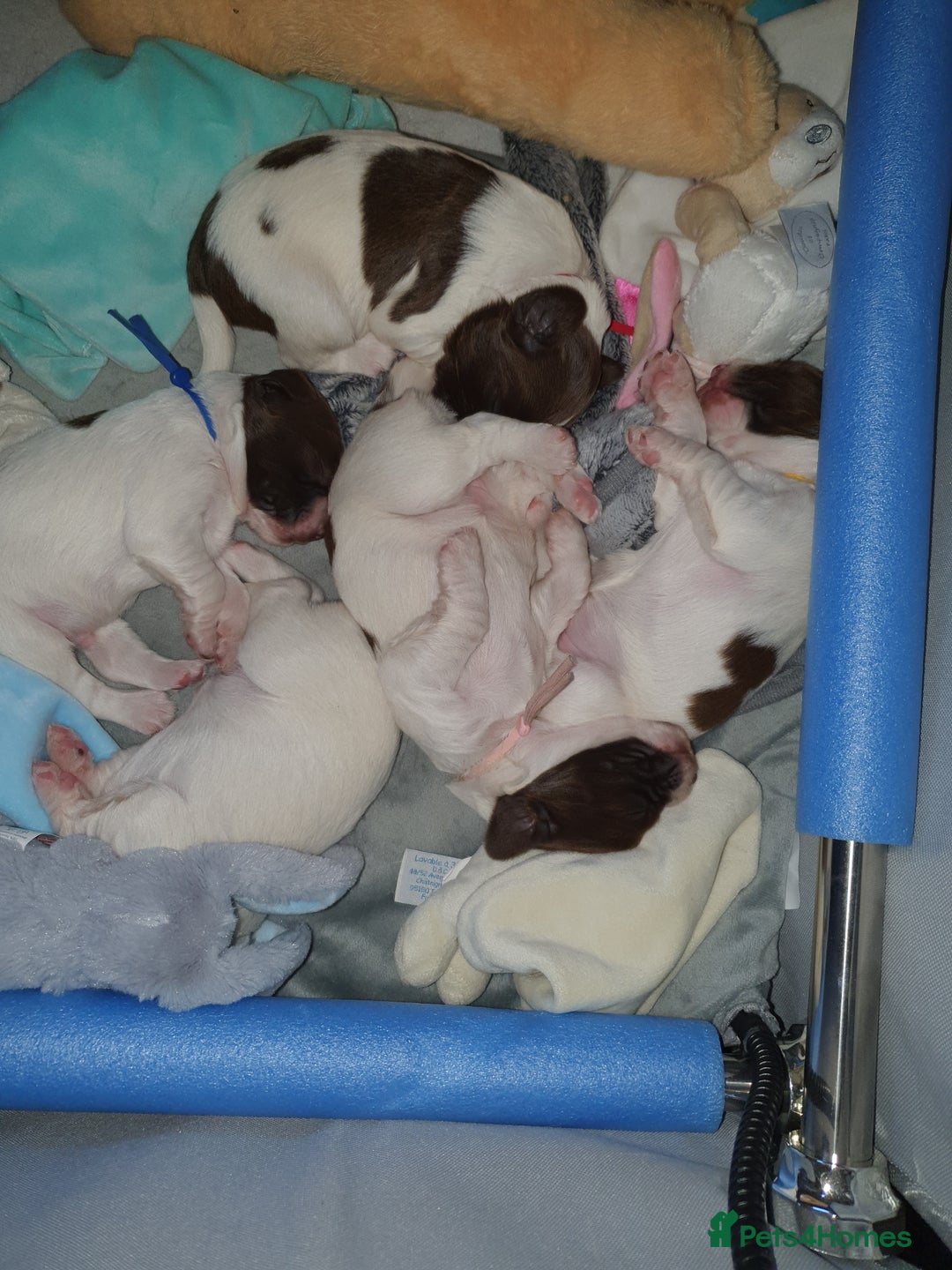 English Springer Spaniel dogs for sale:   English Springer Spaniel puppies  - Image 13