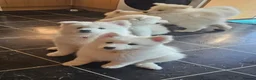 Samoyed dogs for sale: SAMOYED PUPPIES ONLY THREE GIRLS AVAILABLE  in Dagenham - Advert 7