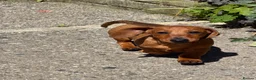 Dachshund dogs for sale: Beautiful miniature dachshund puppies - Advert 8