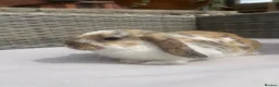 Mini Lop rabbits for sale: Beautiful baby mini lop rabbits  - Advert 6