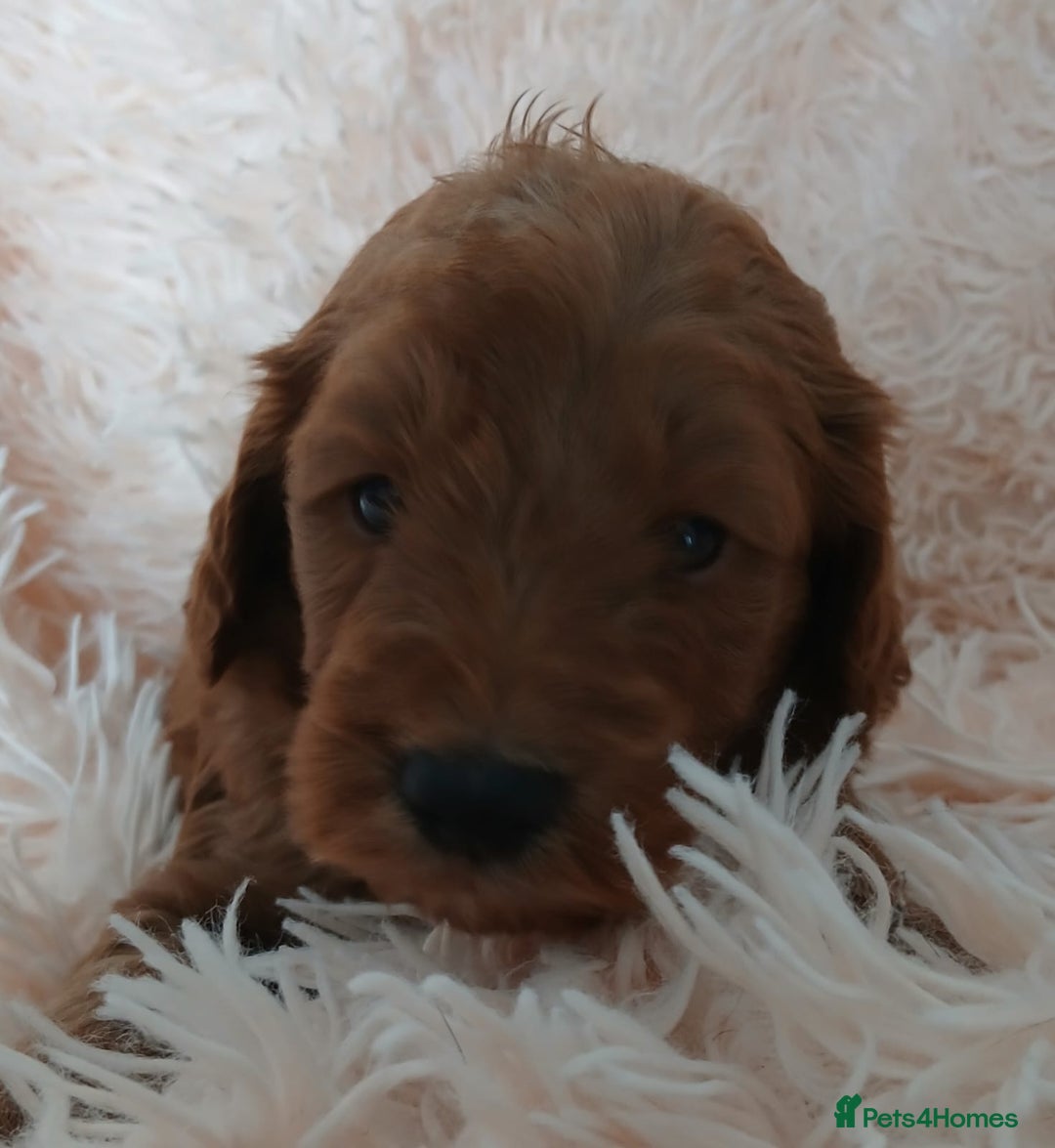 Cockapoo dogs for sale: F1B Cockapoo puppies  - Image 4