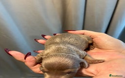 Miniature Dachshund dogs for sale: Beautiful litter of miniature dachshund  - Advert 5