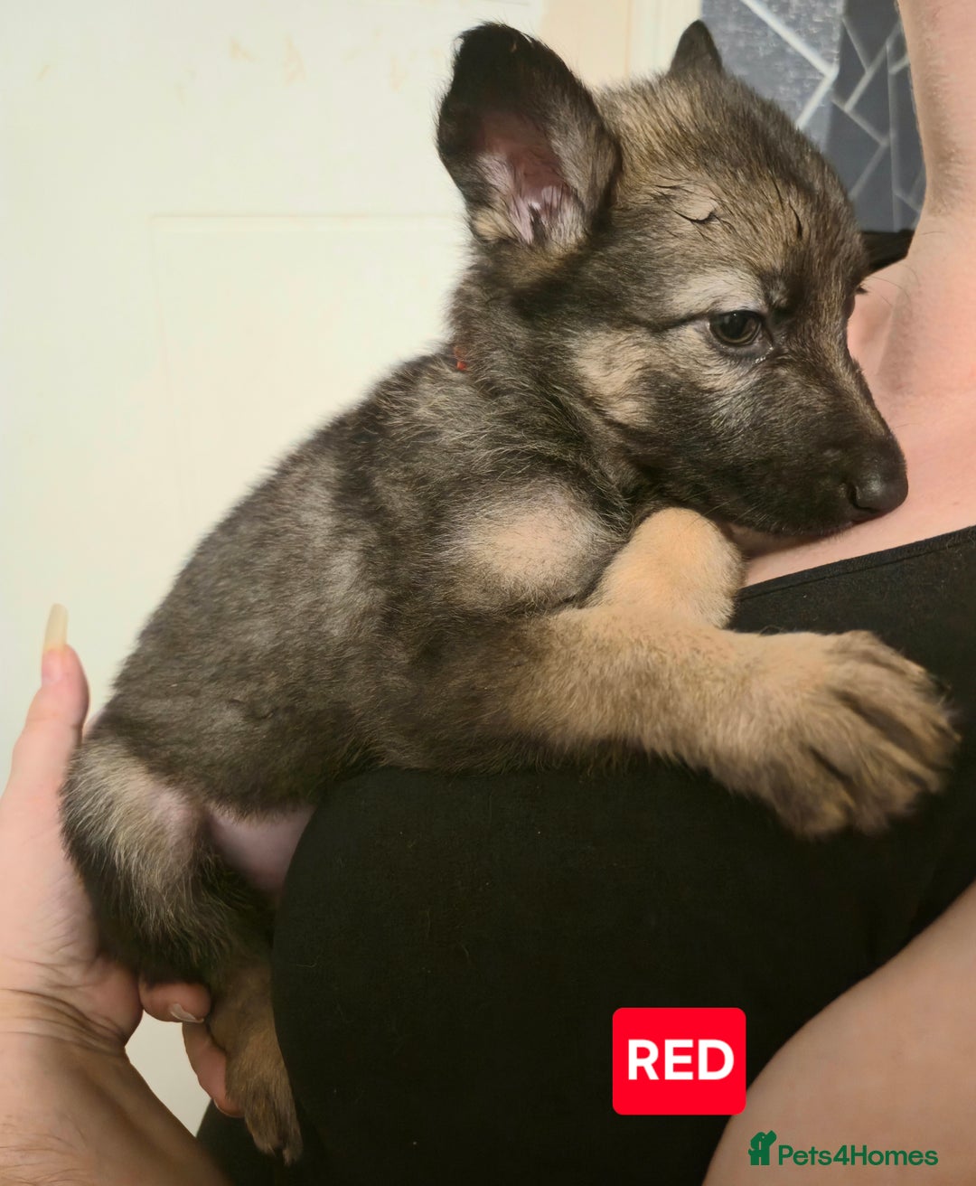 German Shepherd dogs for sale: German Shepherd Puppies - Advert 23