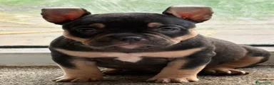 American Bully 4