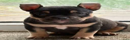 American Bully dogs for sale: Ready Now American pocket bullys  - Advert 5
