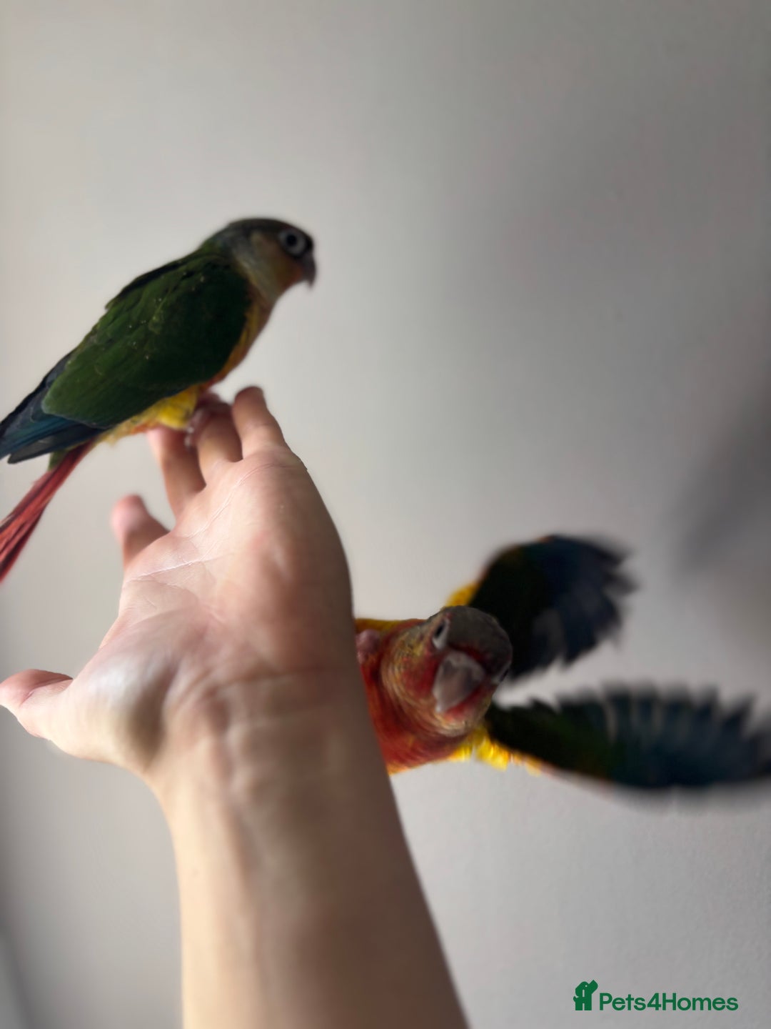 Conures birds for sale: BEAUTIFUL HAND REARED PINEAPPLE CONURES  - Image 5