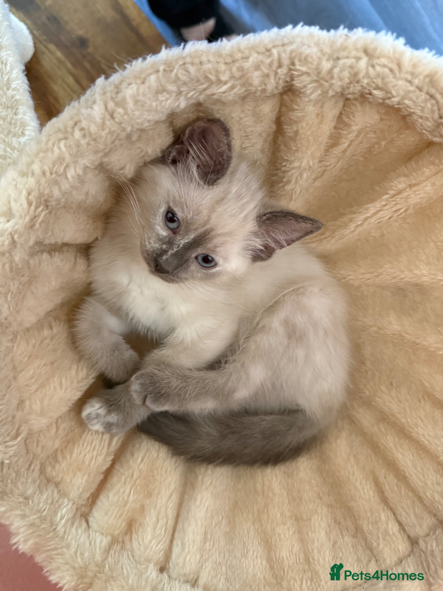 Ragdoll cats Blue point tortie ragdoll kitten - Advert 10