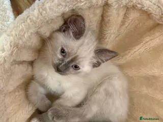 Ragdoll cats Blue point tortie ragdoll kitten - Advert 4