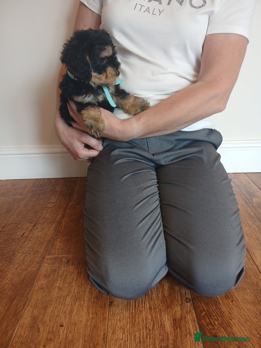 Cockapoo dogs for sale: Cockapoo puppies  - Image 2
