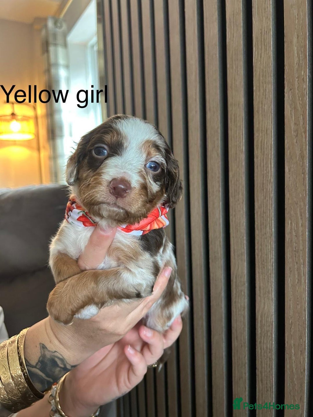 Cocker Spaniel dogs for sale: Cocker spaniel merle puppies - Image 4