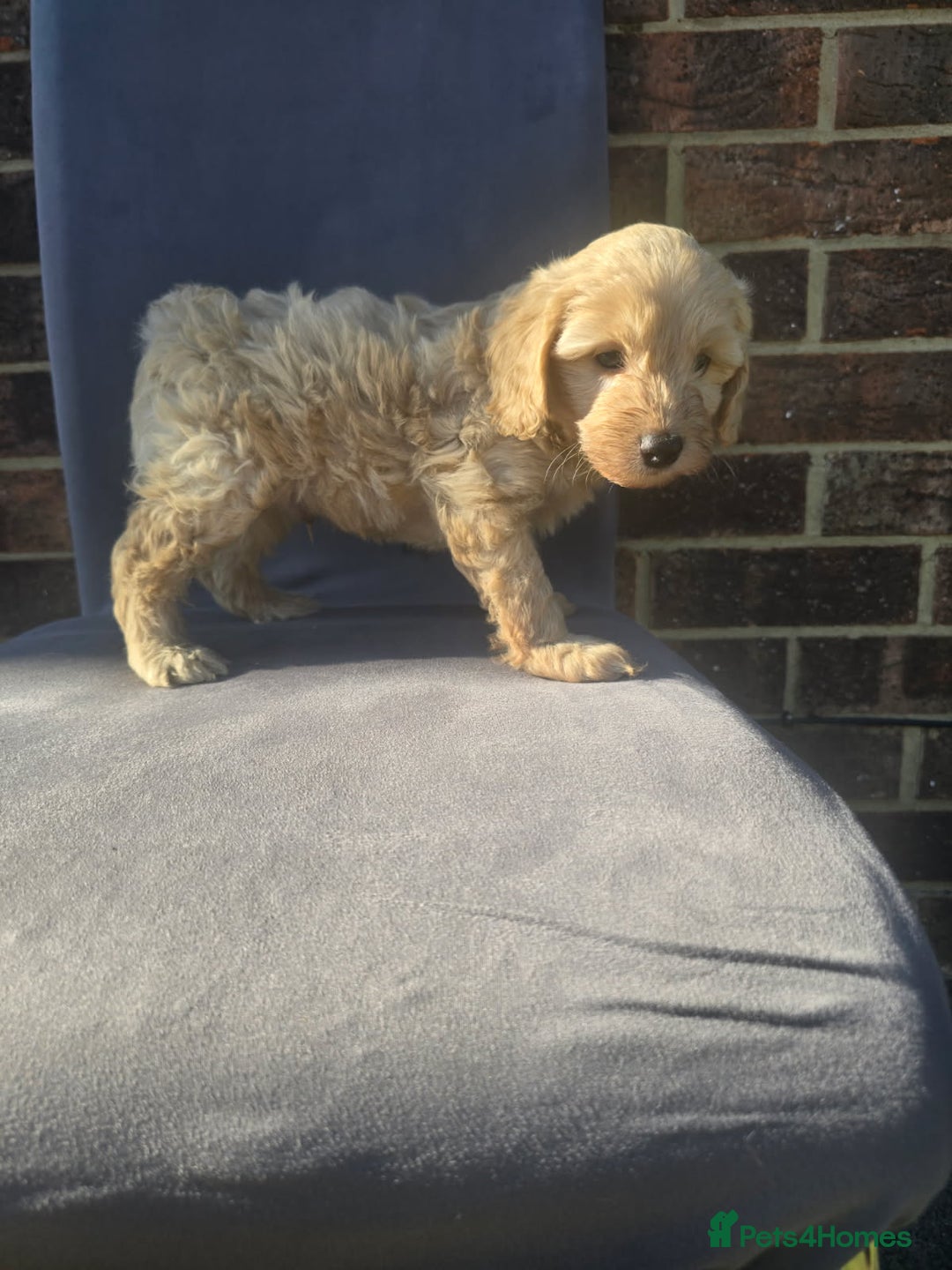 Cockapoo dogs for sale: Puppies  - Image 12
