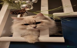 Ragdoll cats for sale: Blue tabby GCCF (ACTIVE) Queen - Image 7