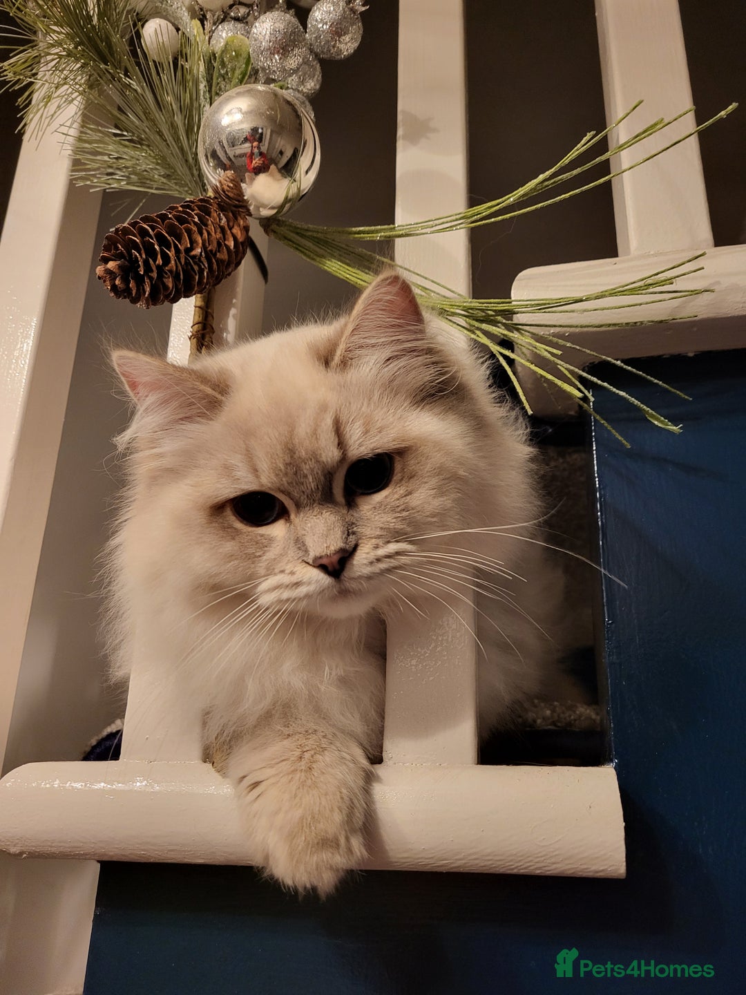 Ragdoll cats for sale: Blue tabby GCCF (ACTIVE) Queen - Image 7