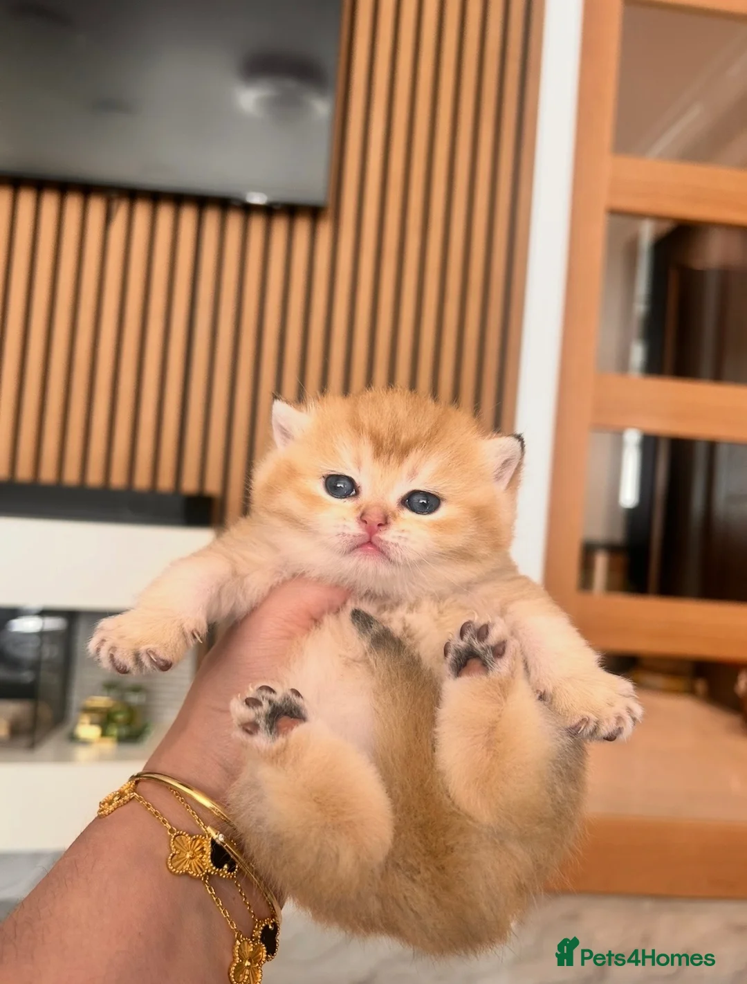 British Shorthair cats for sale: Champion🏆 🌈 GCCF golden Chinchilla BSH 🧸🍯 - Advert 2