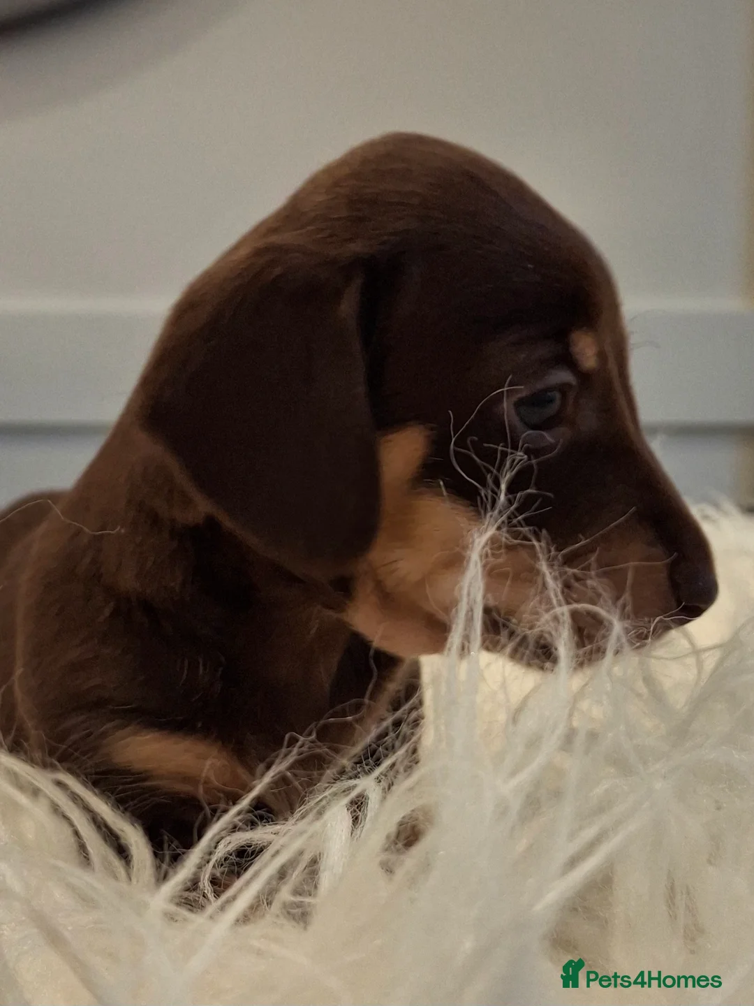 Miniature Dachshund dogs for sale: 🐾❤️ KC Reg Smooth Haired Miniature Dachschund  - Advert 15