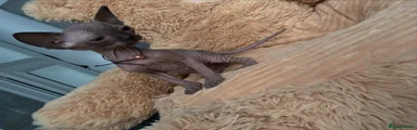 Sphynx Kitten 4