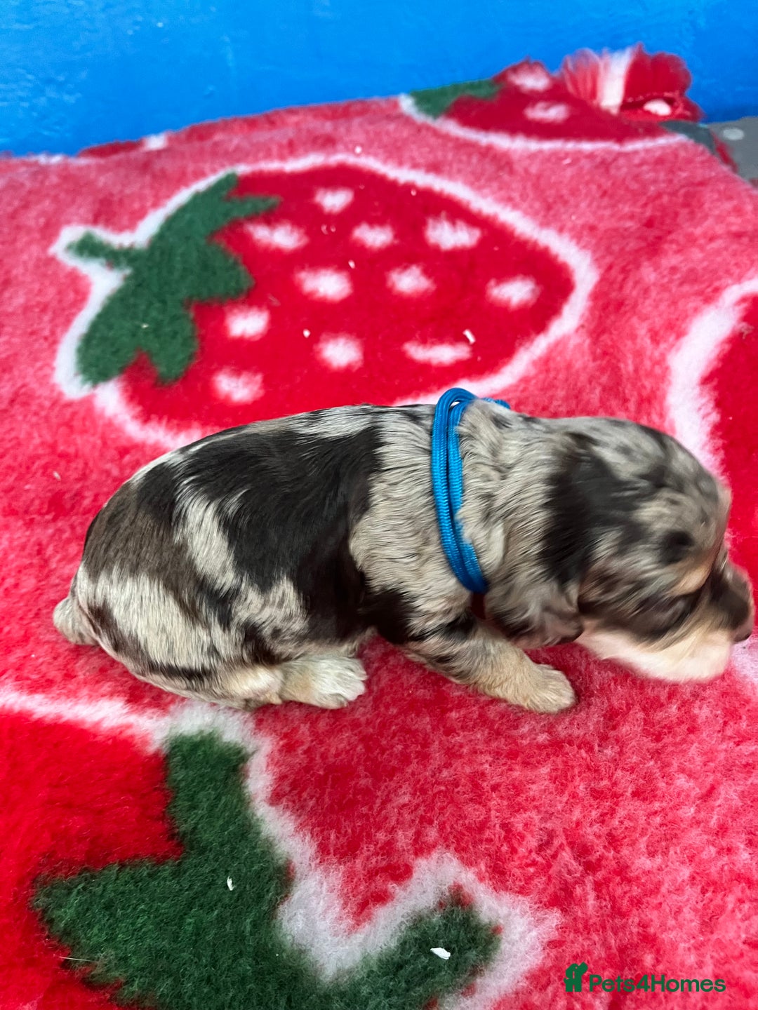 Cockapoo dogs for sale: Cockapoo puppies Rainbow litter  - Image 20