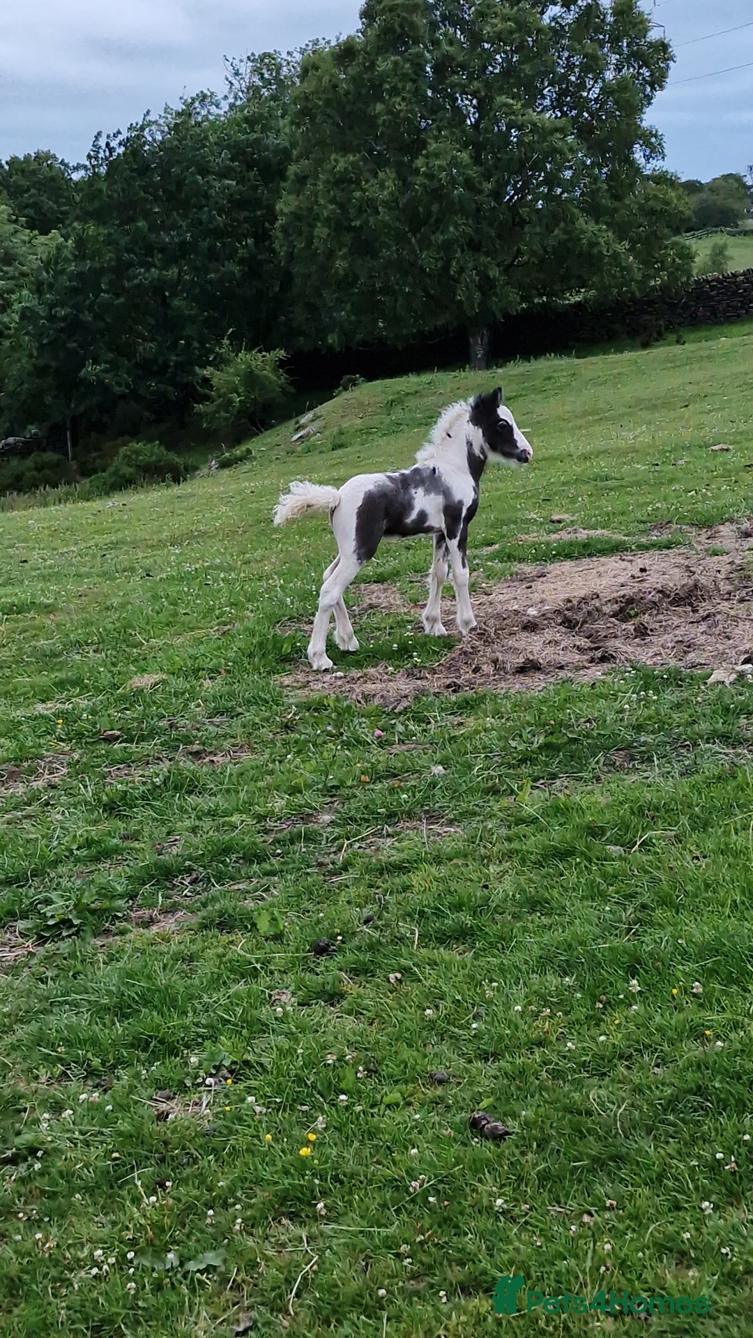 Irish Cob horses for sale: Chief - Advert 2