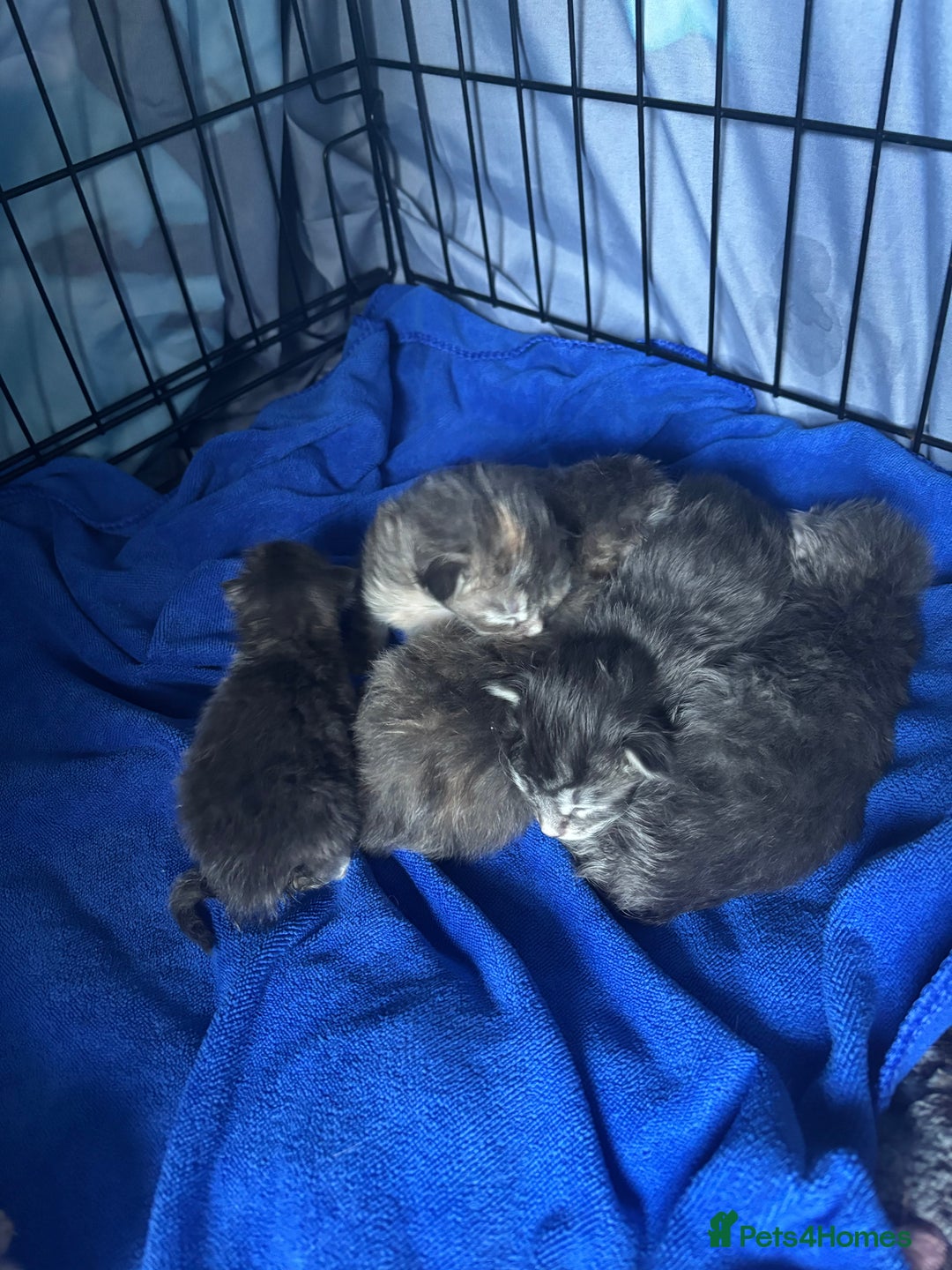 Maine Coon cats for sale: 5 Maine coon babies  - Advert 27