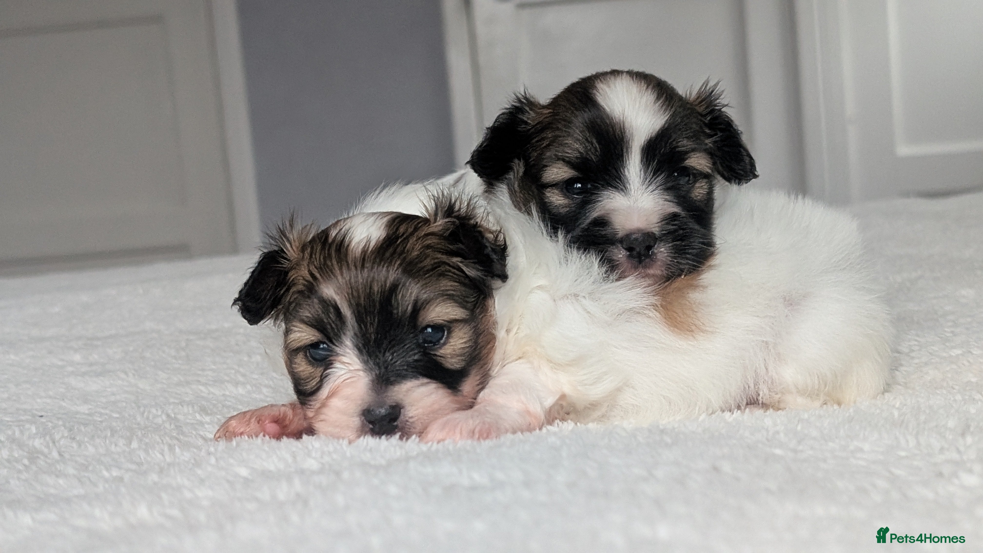 Papillon dogs Stunning papillon girls  - Advert 1