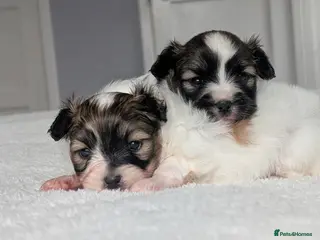 Papillon dogs Stunning papillon girls - Advert 17