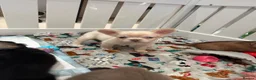 French Bulldog dogs for sale: French bull dogs  - Advert 14