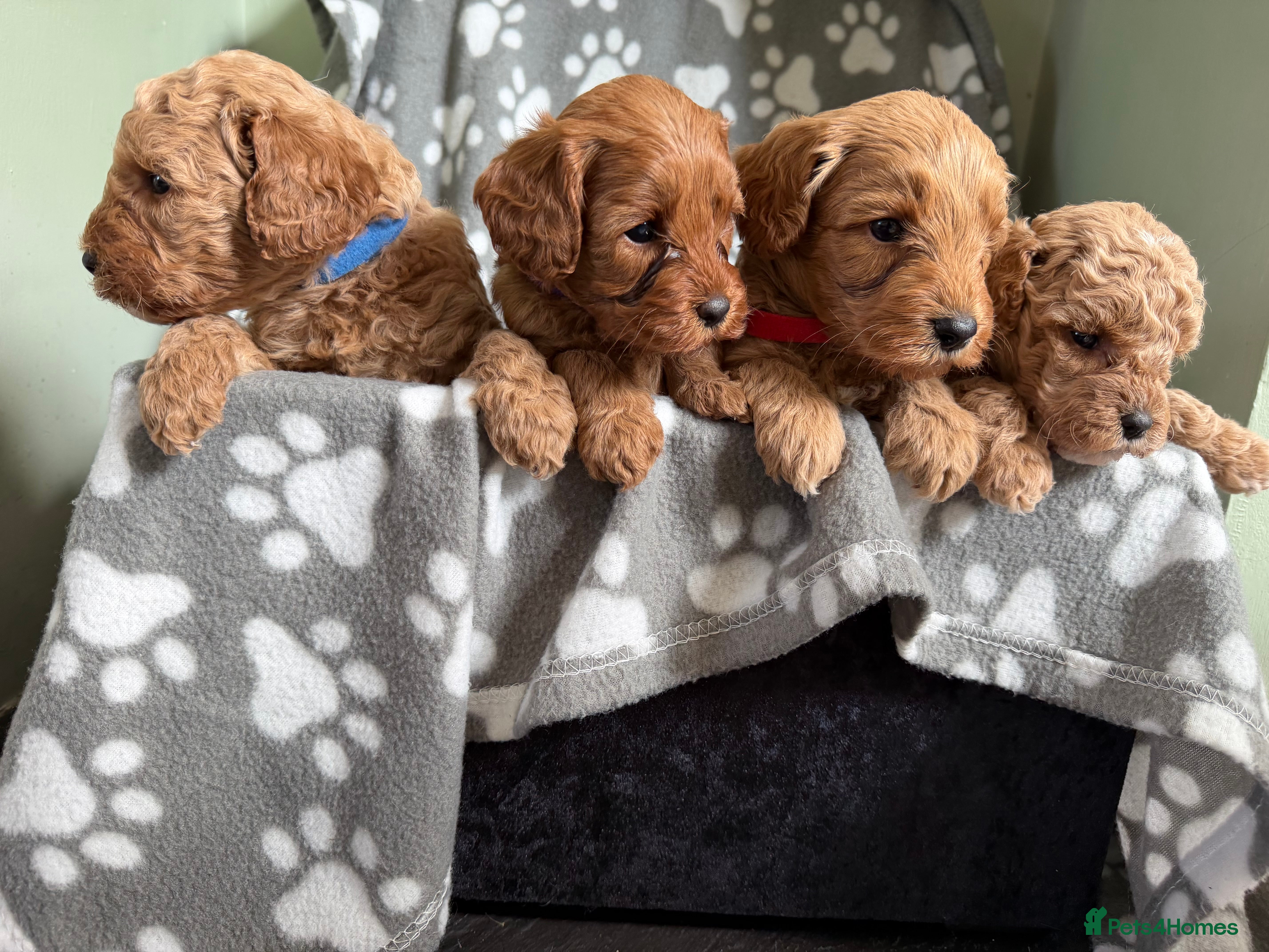 Cockapoo dogs One boy left, Ready To Leave F1b Cockapoo puppies - Advert 2