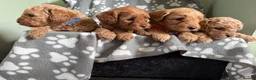 Cockapoo dogs for sale: One boy left, Ready To Leave F1b Cockapoo puppies - Advert 2