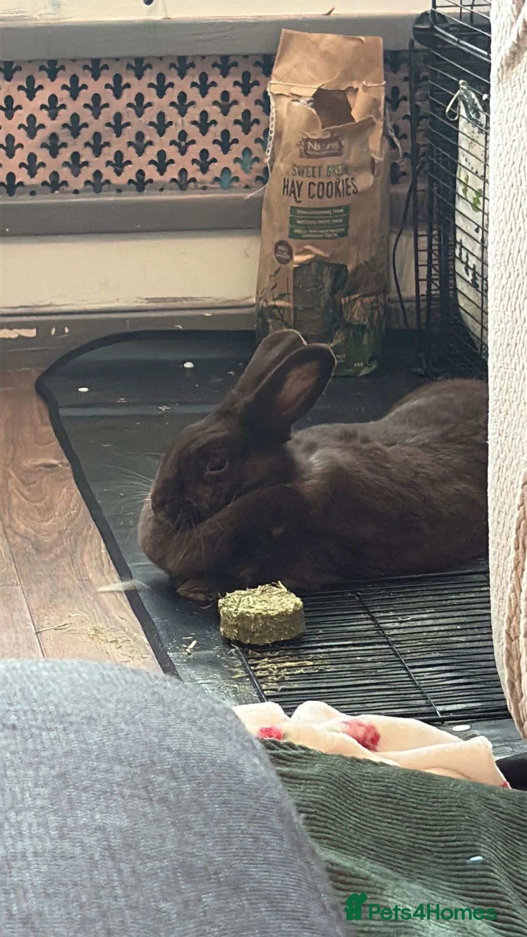 Mixed Breed rabbits for sale: House rabbit in Tunbridge Wells - Advert 3