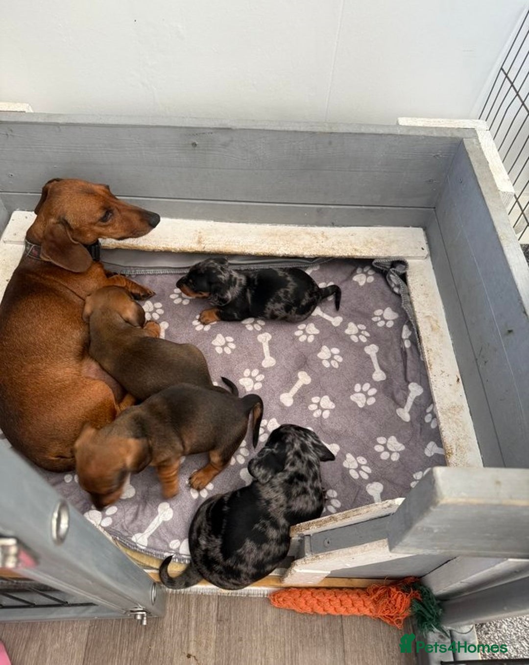 Miniature Dachshund dogs for sale: gorgeous Nice Dapple doxie pups shorthair - Image 6