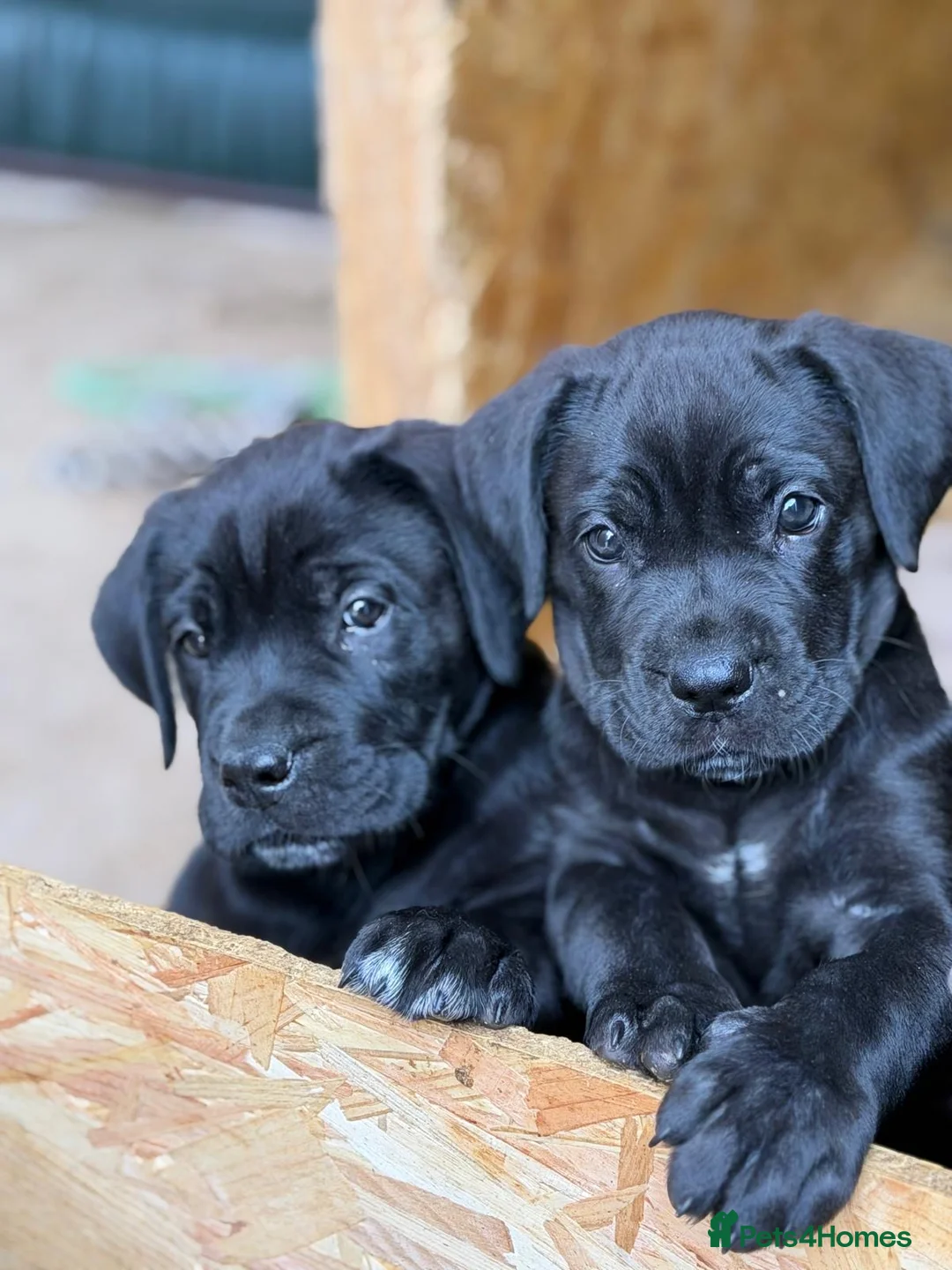 Cane Corso dogs for sale: Full breed cane corso puppies for sale - Advert 2