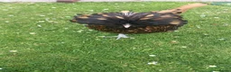 Chickens poultry for sale: Beautiful Polish hen chicken with 18kg food in Holywell - Advert 2