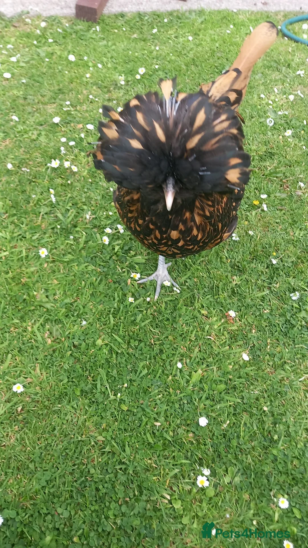 Chickens poultry for sale: Beautiful Polish hen chicken with 18kg food in Holywell - Advert 2