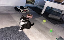 Mixed Breed cats for sale: 3 ragdoll mix kittens  - Image 5