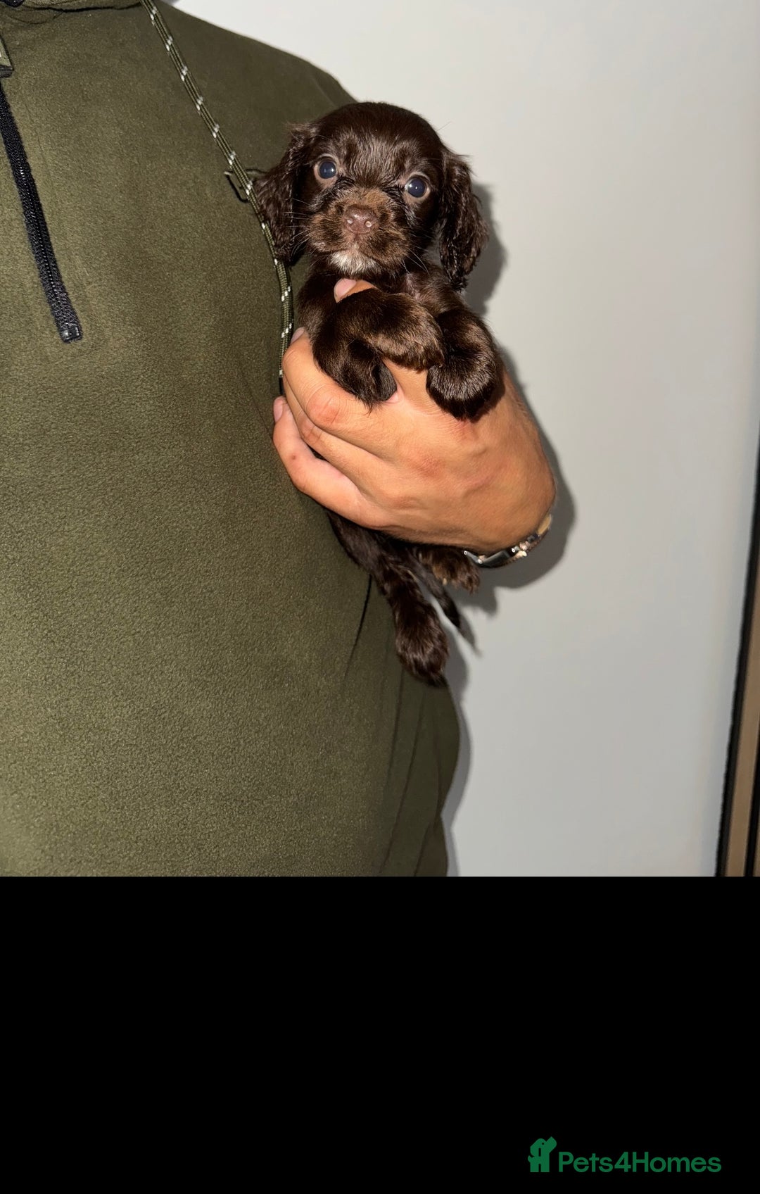 Cocker Spaniel dogs for sale: 8 beautiful working cocker spaniels  🏠  - Image 7