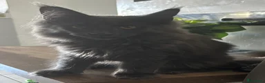 Maine Coon 1