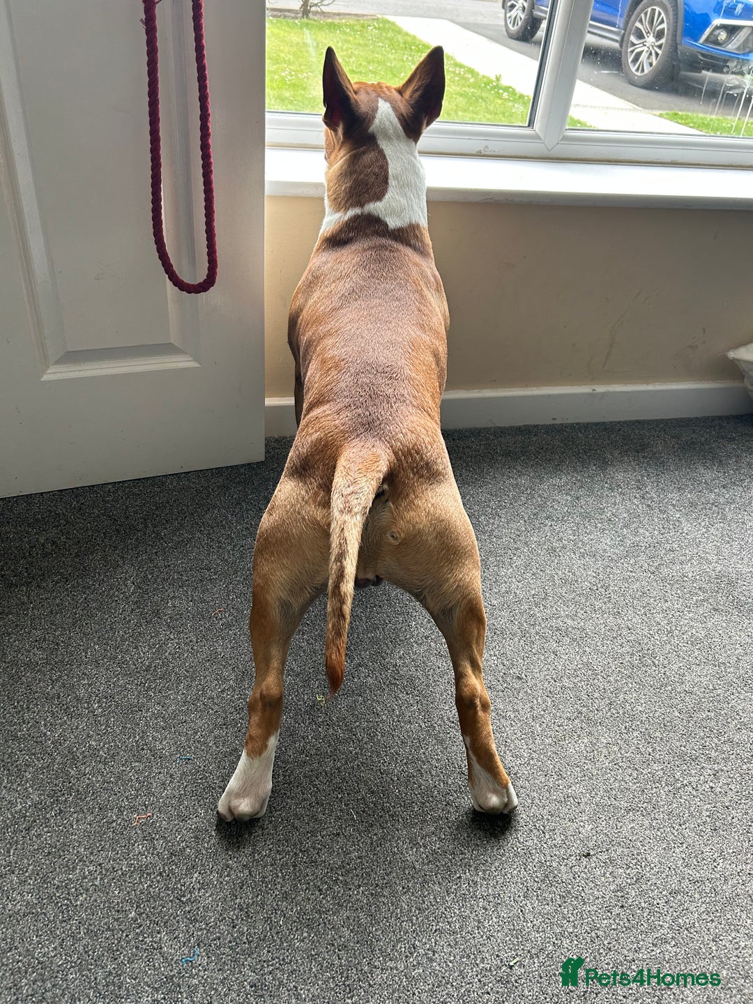 English Bull Terrier dogs for stud: Unproven Red Stud No Fee - Advert 3