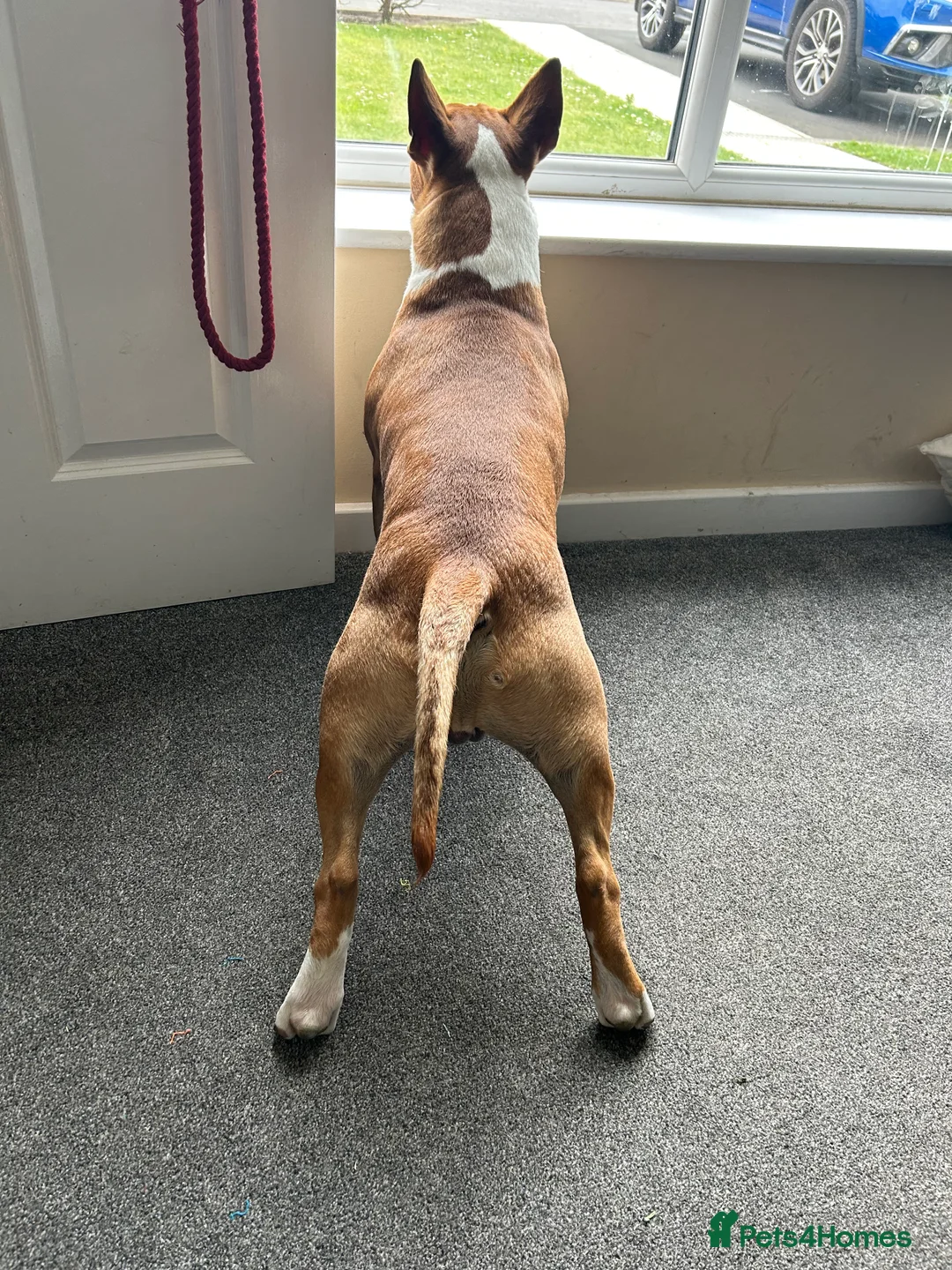 English Bull Terrier dogs for stud: Unproven Red Stud No Fee - Advert 3