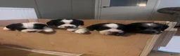 Sprocker dogs for sale: Beautiful Sprocker puppies  in Rotherham - Advert 4