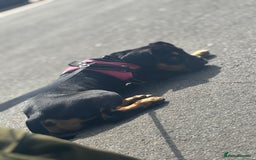 Mixed Breed dogs for sale: Dog for sale! - Image 2