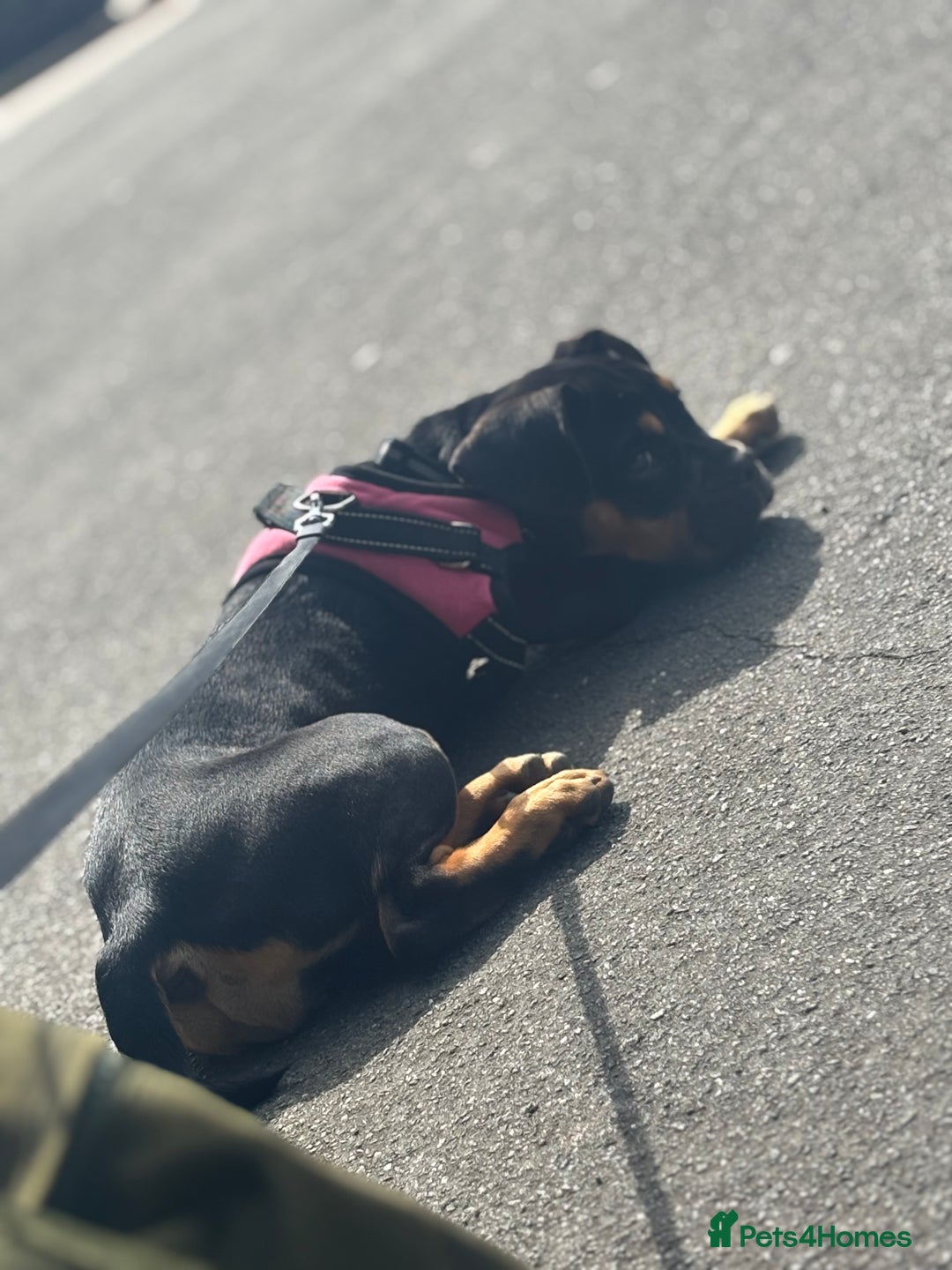 Mixed Breed dogs for sale: Dog for sale! - Image 2