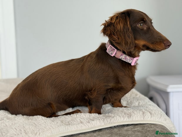 Miniature Dachshund dogs - Advert 9