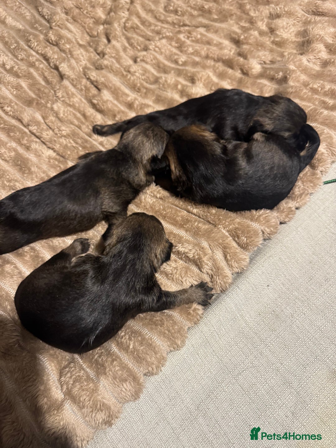 Border Terrier dogs for sale: Beautiful Pure Border Terriers  - Advert 10