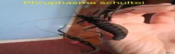 Stick Insects invertebrates for sale: Phasmid, Stick Insect Ova and Nymphs for sale  - Advert 5