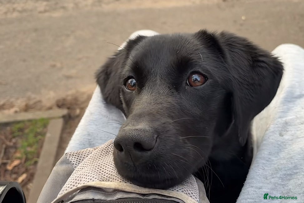Labrador Retriever dogs 9 month old Labrador for rehoming - Advert 17