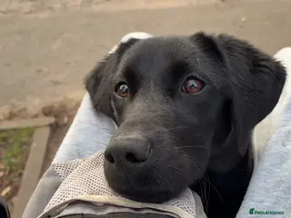 Labrador Retriever dogs 9 month old Labrador for rehoming - Advert 17