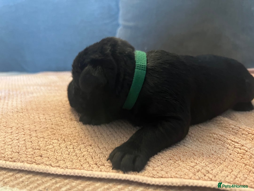 Mixed Breed dogs for sale: 3/4 lab 1/4 collie puppies  in Whitby - Image 17