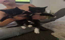 Mixed Breed cats for sale: Fluffy black and white kittens  - Image 3