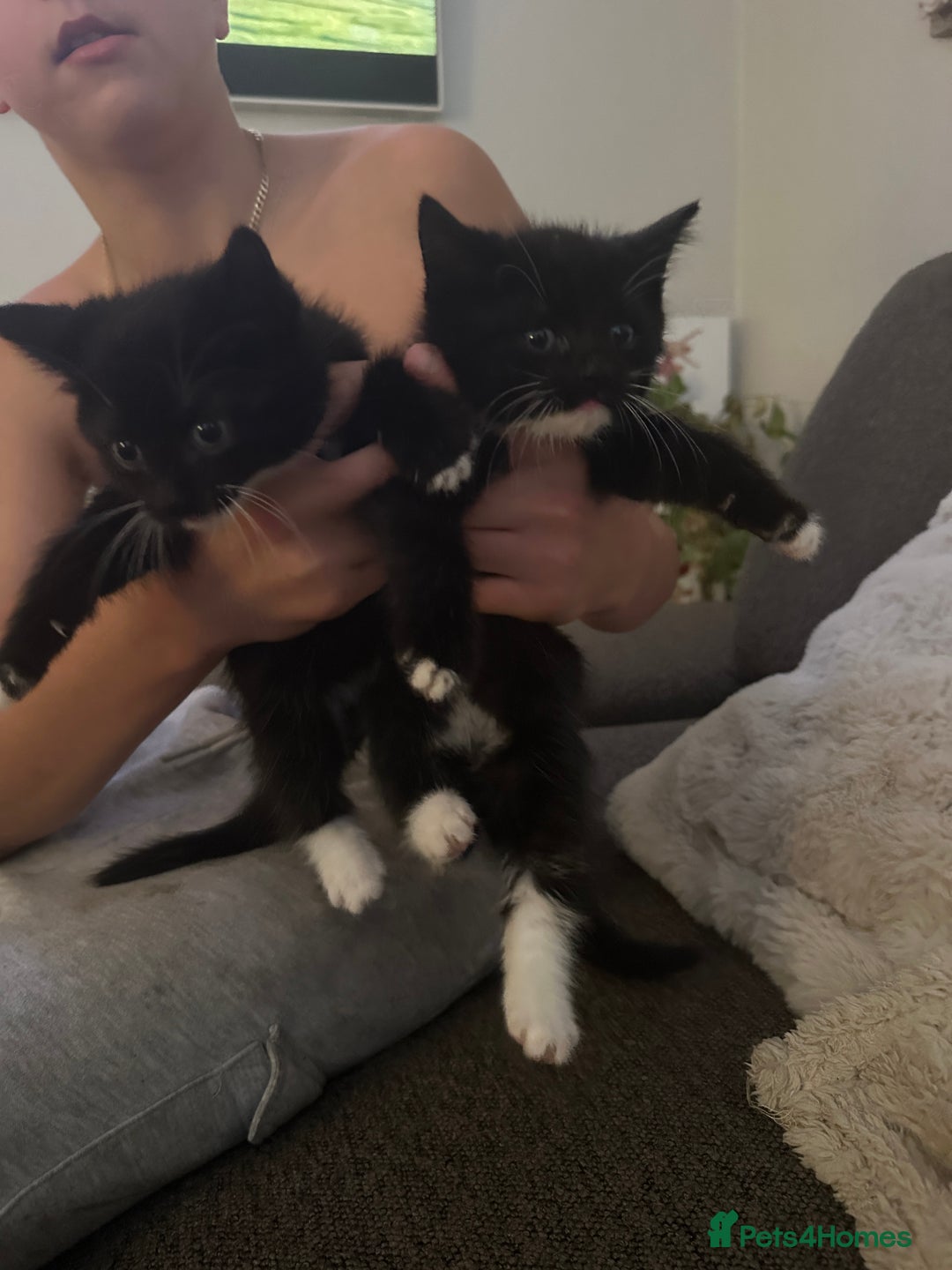 Mixed Breed cats for sale: Fluffy black and white kittens  - Image 3
