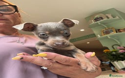 Jack Russell dogs for sale: Jack Russell Puppy 1 - Stunning much Wenlock puppy  - Image 6